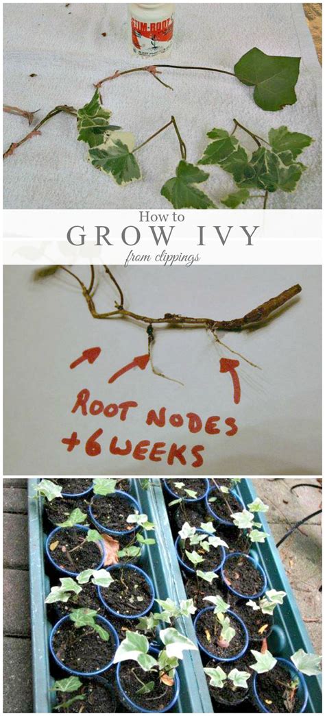 Propagating Ivy Ivy Plants Growing Plants Propagating Plants
