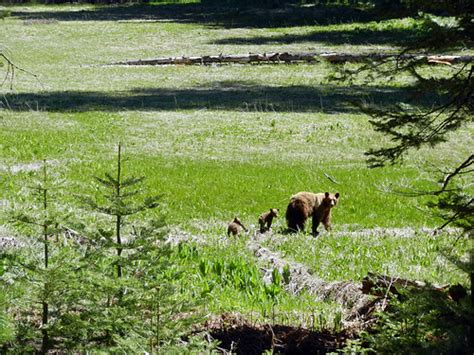 Bears In Crescent Meadow Sequoia National Park The Giant Flickr