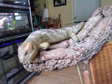 Monkey Tail Skink Ltc Monkey Tailed Skink By Dunndee Farms Morphmarket