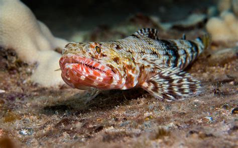 Orangemouth Lizardfish Chuck Babbitt Flickr
