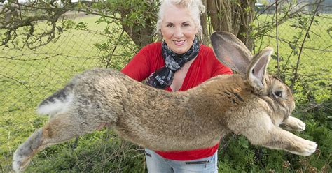 Worlds Biggest Rabbit Stolen From Uk Garden As Owner Offers £1000