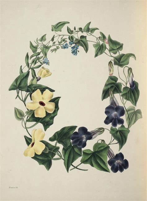 the beauties of flora with botanic and poetic illustrations being a selection of flowers