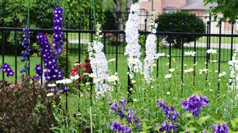 The Complete Guide To Growing Delphiniums In Your Garden