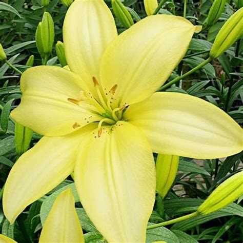 Lily Lilium Easy Vanilla Order Online In Eu Directly From Holland In 2023