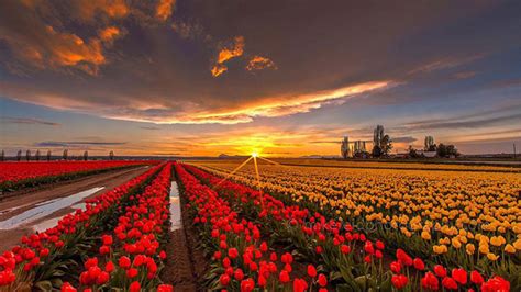 Sunset Over The Colorful Tulips Field Under Black Cloudy Sky Hd Nature