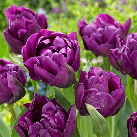 Rich Dark Purple Tulip Bulbs For Sale Online Double Negrita Easy To
