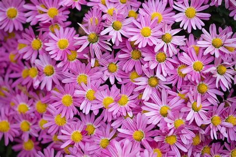 Chrysanthemum × Morifolium Syn Ef 100mm F28l Macro Is Us Flickr