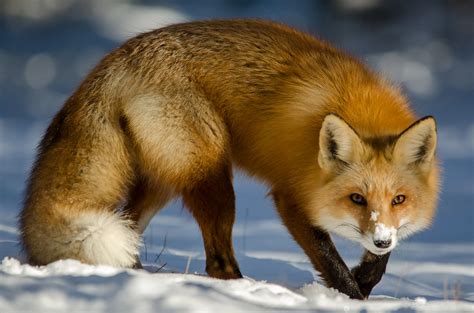 Red Fox Hunting By Darion Jackman Photo 101244469 500px