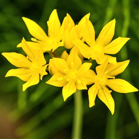 Allium Moly Yellow Allium Easy To Grow Bulbs