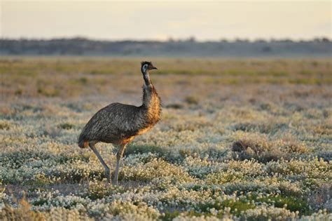 A Z List Of Native Australian Animals With Pictures
