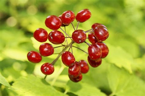 Poisonous Red Berries Royalty Free Stock Photography Image 19683187