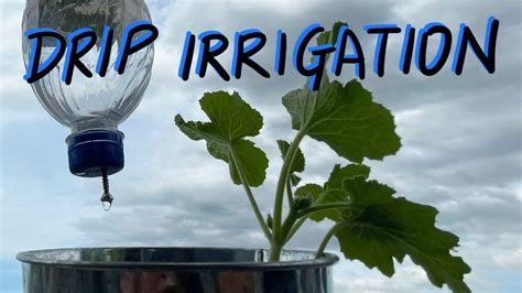 Plastic Bottle Drip Irrigation Simple Watering System Youtube