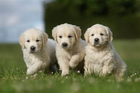 Golden Retriever Dog Breed Complete Guide A Z Animals