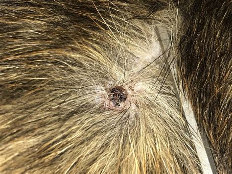 Dog Might Have An Infection From Tick Bite Askvet