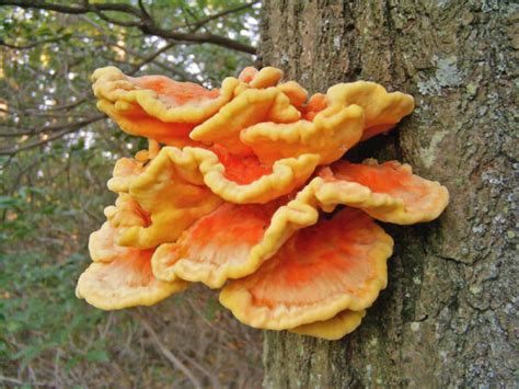 The 12 Best Edible Wild Mushrooms Meateater Wild Foods