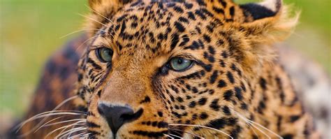 Download Wallpaper 2560x1080 Leopard Face Big Cat Predator Eyes