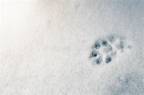 Dog Trail In The First Snow After Heavy Snowfall Stock Image Image Of