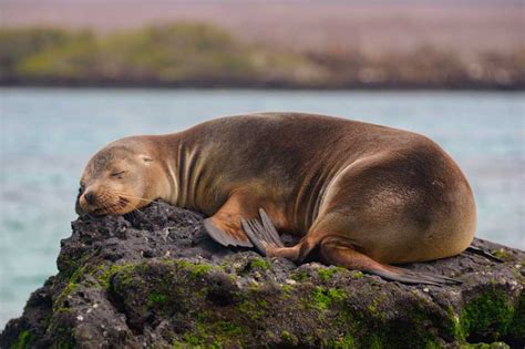 Flora And Fauna En Las Islas Galápagosun Paraíso Por Descubrir