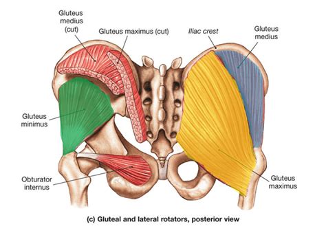 Use four physical therapy exercises to help strengthen your hip muscles. butt muscles
