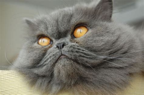 In persians, exotics and british shorthairs, golden results from two copies. 12 Stunning Persian Cats
