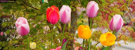 Colorful Tulips Facebook Cover