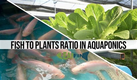How Many Plants Per Fish To Grow In Aquaponics Ratio And Factors