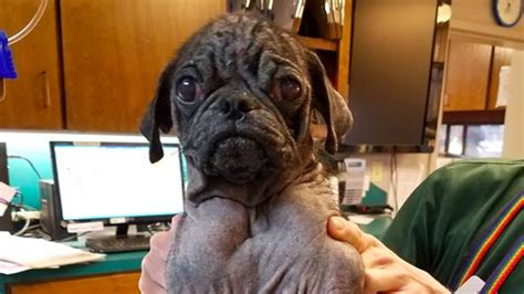 Hairless Pug Was Crying Alone On Street Rescuers Made Him Look Like A