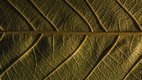 Download Wallpaper 3840x2160 Leaf Veins Plant Macro Green 4k Uhd 16