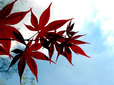 Japanese Red Maple By Wearebombs On Deviantart