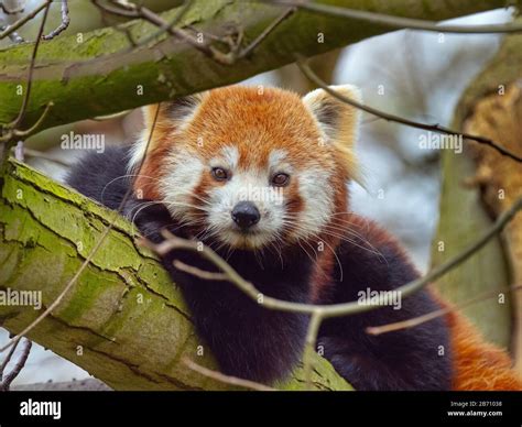 Red Panda Ailurus Fulgens Eating Bamboo Leaves Captive Stock Photo Alamy