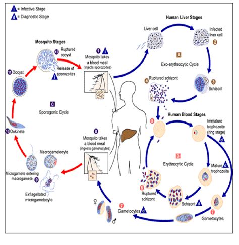 Plasmodium Falciparum Life Cycle Stages