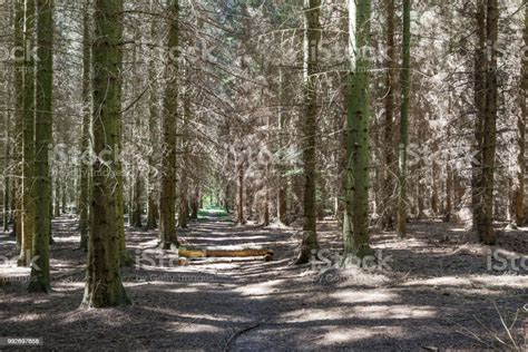 Pine Tree Plantation Stock Photo Download Image Now 2018