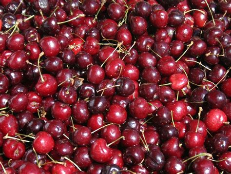 Red Cherries Free Photo Download Freeimages