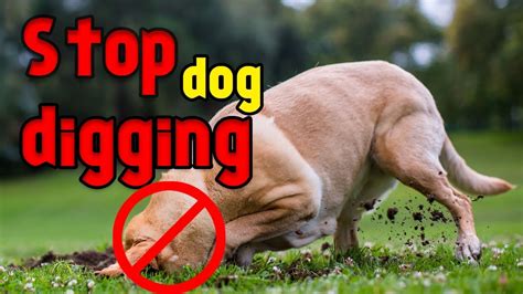 How To Stop Your Dog From Digging Up Unnecessary Holes In Yard Youtube