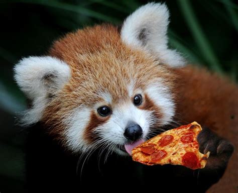 Red Pandas Eat Pizzared Pandas Are Excellent Climbers And Forage For