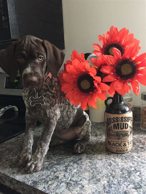 Krecklau german shorthair puppies are first and foremost hunting and family companions. GSP Puppy | German shorthair, German shorthaired pointer, Gsp puppies