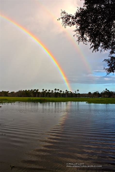 Chasing Florida Rainbows | Phillip's Natural World