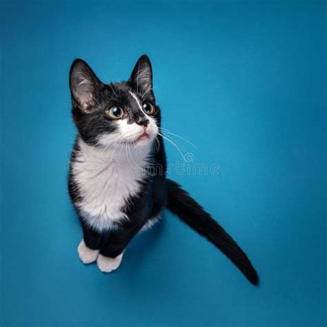Tuxedo Kittens With Blue Eyes