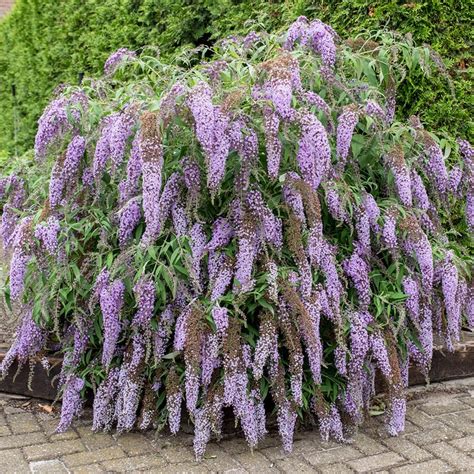 Buy Butterfly Bush Buddleja Davidii Wisteria Lane Pbr £1299