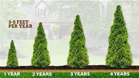 Green Giant Arborvitae For Sale A Privacy Favorite Plantingtree