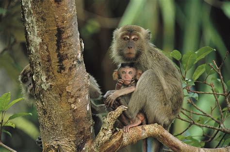 Mother And Baby Monkey Sit On A Tree Photograph By Tim Laman