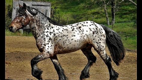 Image Result For Gypsian Horse Horses Pony Breeds Draft Horses