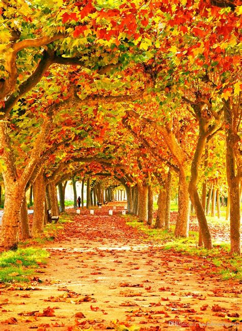 2021 Fall Photography Backdrop Orange Maple Leaves Trees