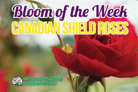 Golden Plains Greenhouse Bloom Of The Week Canadian Shield Roses In