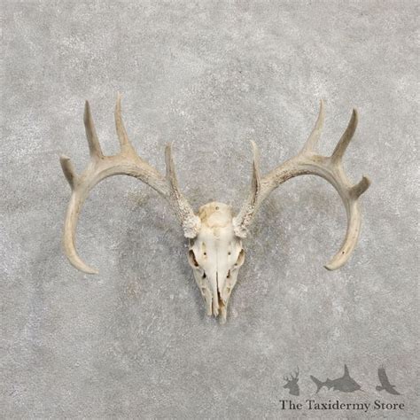 Whitetail Deer Skull European Mount For Sale 20308 The Taxidermy Store