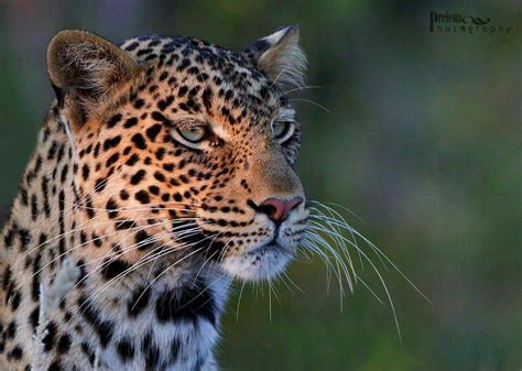 Leopard Portrait Wildlife Photography Wildlife Nature Photography