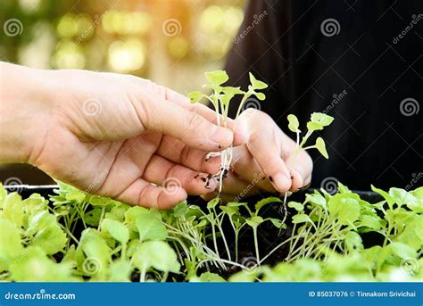 Hand Harvesting Green Plant Stock Photo Image Of Planting Seedling