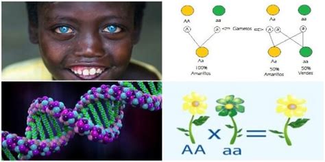 ¿cuál Es La Diferencia Entre Homocigoto Y Heterocigoto
