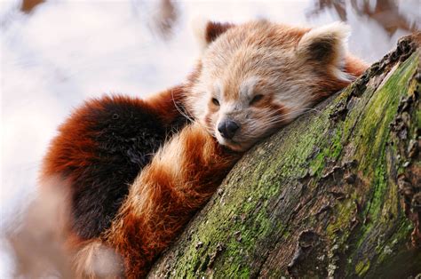 Wallpaper Red Panda Animals Winter Sleep Zoo Animals 597