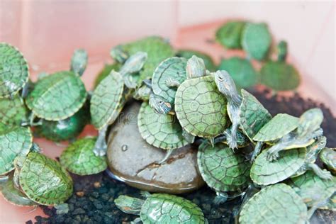 Small Green Turtle Stock Photo Image Of Bright Macro 25254340